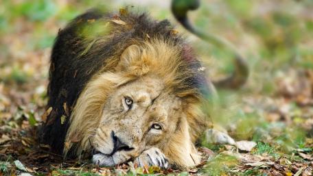 Majestic Lion in Nature's Embrace wallpaper