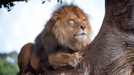Majestic Lion in Its Natural Habitat wallpaper