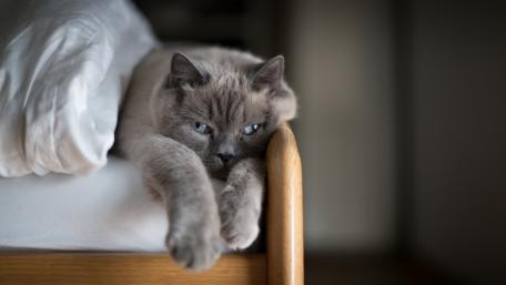 Cozy Cat Stretching on a Bed wallpaper