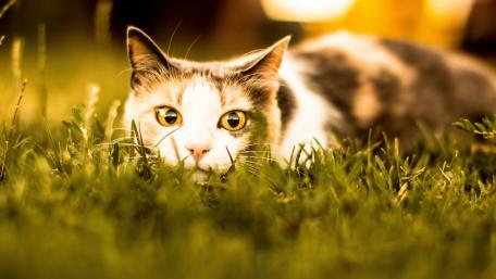 Curious Cat in Lush Greenery wallpaper