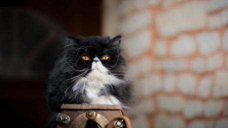 Majestic Black and White Cat Wallpaper wallpaper