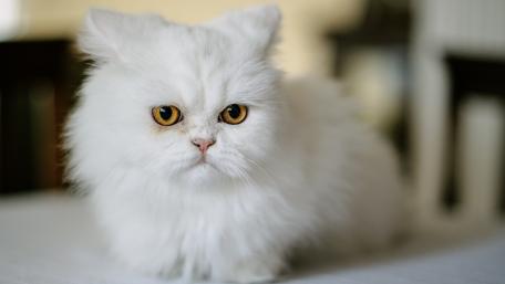 Fluffy White Cat with Striking Eyes wallpaper