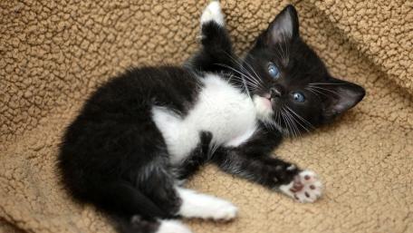 Adorable Tuxedo Kitten Lounging Comfortably wallpaper