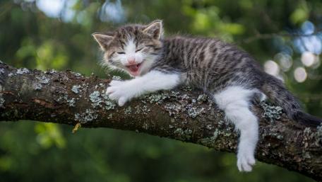 Playful Kitten in the Great Outdoors wallpaper