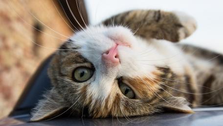 Adorable Cat Relaxing in the Sunlight wallpaper