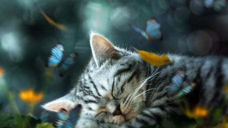 Dreaming Feline Surrounded by Butterflies wallpaper
