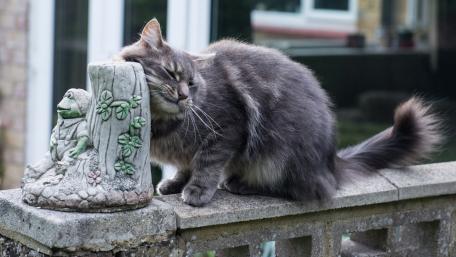 Cozy Cat Moments in Tranquil Settings wallpaper