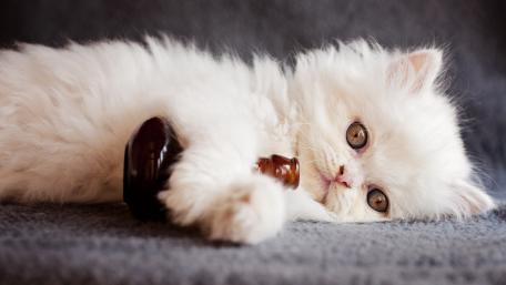 Adorable Persian Kitten with Playful Spirit wallpaper