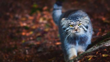 Majestic Pallas's Cat in Nature's Embrace wallpaper