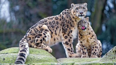 Majestic Snow Leopards Together in Nature wallpaper