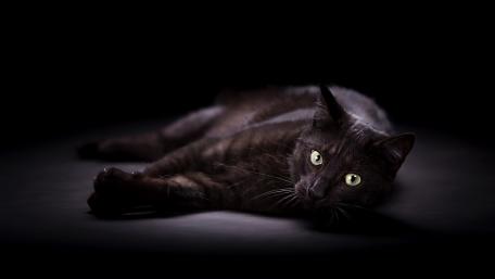Mysterious Black Cat in Shadows wallpaper