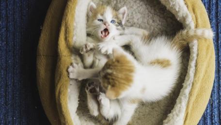 Playful Kittens in a Cozy Bed wallpaper