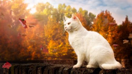 Majestic White Cat in Autumn Landscape wallpaper