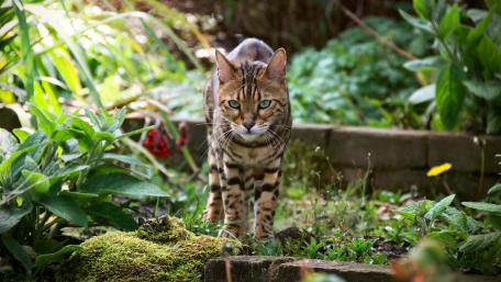 Majestic Bengal Cat in Lush Garden Scene wallpaper