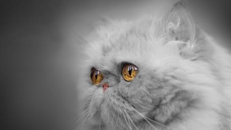 Captivating Eyes of a Persian Cat wallpaper