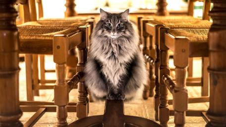 Fluffy Cat Sitting Amongst Chairs wallpaper