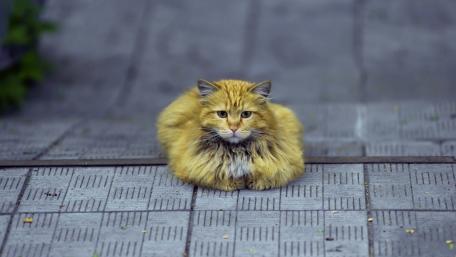 Fluffy Ginger Cat Relaxing on the Pathway wallpaper