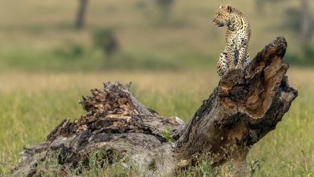 Majestic Leopard on a Branch in the Wild wallpaper
