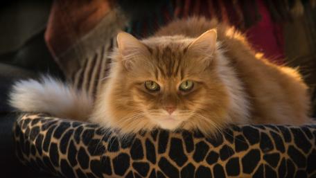Majestic Feline Relaxing in the Sunlight wallpaper