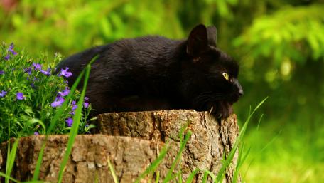 Elegant Black Cat in Nature's Embrace wallpaper
