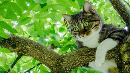 Charming Cat Relaxing in Nature's Embrace wallpaper
