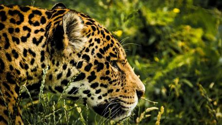 Majestic Jaguar in Nature's Embrace wallpaper