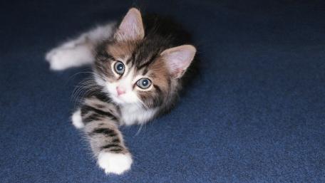 Cute Kitten on Blue Background wallpaper