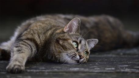 Relaxed Tabby Cat in Natural Ambiance wallpaper