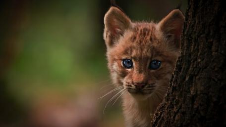 Curious Lynx Cub in Nature's Embrace wallpaper