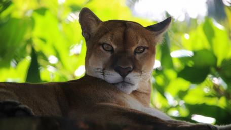 Majestic Puma Amid Lush Greenery wallpaper