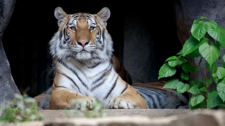 Majestic Tiger in Nature's Embrace wallpaper