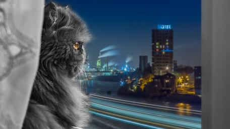 Quiet Night Companion Watching the City Lights wallpaper