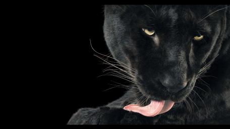 Majestic Black Panther in Focus wallpaper