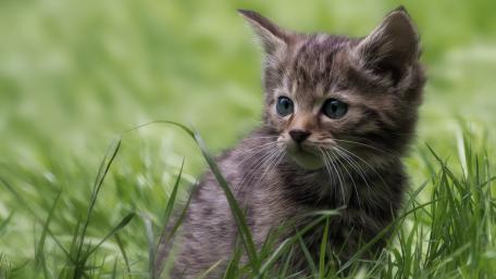 Playful Kitten in Fresh Green Grass wallpaper