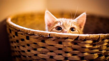 Curious Kitten Peeking from a Basket wallpaper