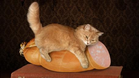 Cats and Ham Create a Hilarious Scene of Whiskered Delight wallpaper