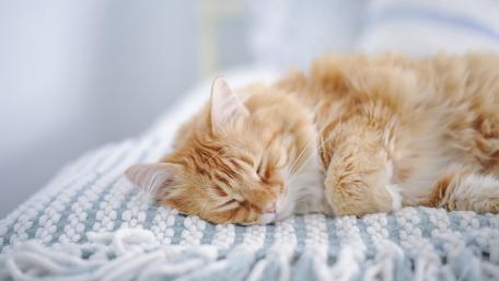 Cozy Ginger Cat in Dreamland wallpaper