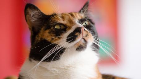 Elegant Calico Cat Portrait wallpaper