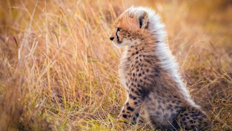 Cheetah Cub in Serene Grassland Scene wallpaper