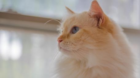 Gentle Elegance of a Feline Friend wallpaper
