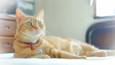 Curious Orange Cat Relaxing in Sunlight wallpaper