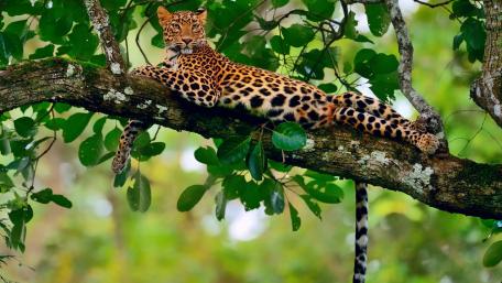 Leopard Resting in Lush Jungle Canopy wallpaper