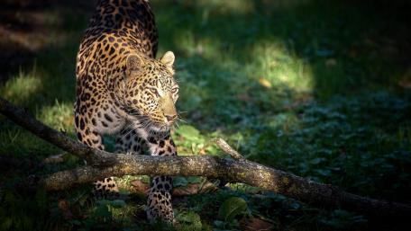 Majestic Leopard in its Natural Habitat wallpaper