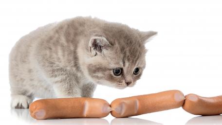 Curious Kitten and Sausages Adventure wallpaper