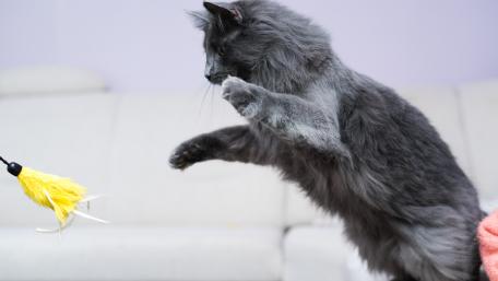Playful Gray Cat in Action wallpaper