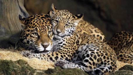 Majestic Jaguars Embracing Togetherness in Nature's Embrace wallpaper