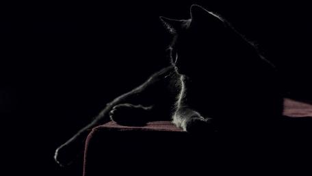 Mysterious Shadow of a Cat wallpaper