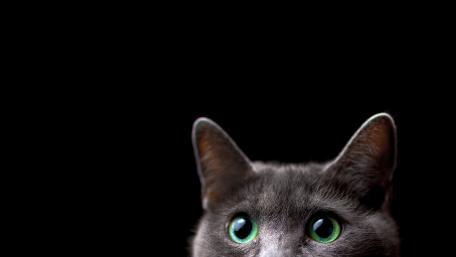 Mystical Gaze of the Gray Cat wallpaper