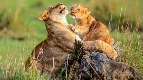 Tender Moments in the Wild wallpaper