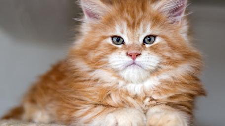 Fluffy Orange Kitten Moments of Cuteness wallpaper